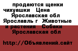 продаются щенки чихуашки › Цена ­ 10 000 - Ярославская обл., Ярославль г. Животные и растения » Собаки   . Ярославская обл.